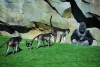 Zoo Valencia - Der Bioparc mit toller Artenvielfalt