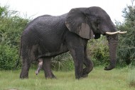 Elefant wirft Auto um – Amarula im Nationalpark Pilanesberg